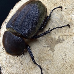 ヘラクレスオオカブト 成虫ペア ♂141.8mm×♀69mmの画像