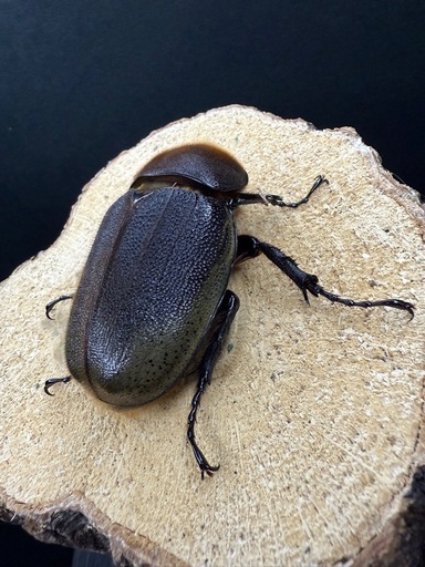 (売切れ)ヘラクレスオオカブト 成虫ペア ♂141.8mm×♀69mm