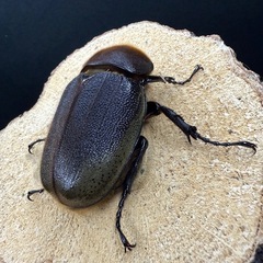 ヘラクレスオオカブト 成虫ペア ♂141.8mm×♀69mmの画像
