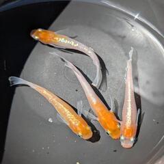 【紅白体外光2ペア】メダカ【大分市手渡し】めだかの画像
