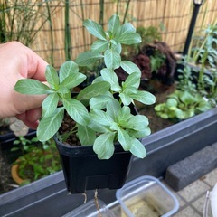 ポット植え水草ミズキンバイの画像