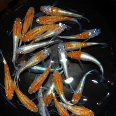 【限定5セットのみ】紅灯（三色メダカ）の若魚3匹（オス・メス選別）の画像