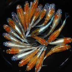 【限定5セットのみ】紅灯（三色メダカ）の若魚3匹（オス・メス選別）の画像