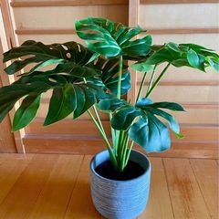 フェイクグリーン　モンステラ　パキラ
の画像
