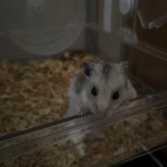 ハムスター