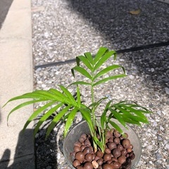🪴観葉植物『テーブルヤシ🌴』ハイドロカルチャーの画像