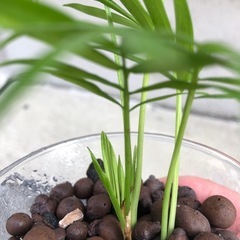 🪴観葉植物『テーブルヤシ🌴』ハイドロカルチャーの画像