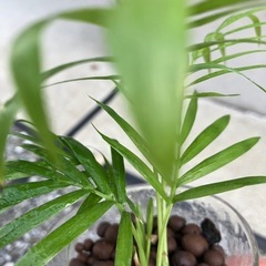 🪴観葉植物『テーブルヤシ🌴』ハイドロカルチャーの画像
