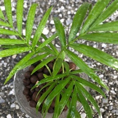 🪴観葉植物『テーブルヤシ🌴』ハイドロカルチャーの画像