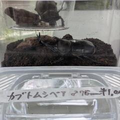 カブトムシ ペア 76ミリの画像