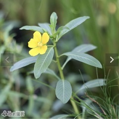 ポット植え水草ミズキンバイの画像