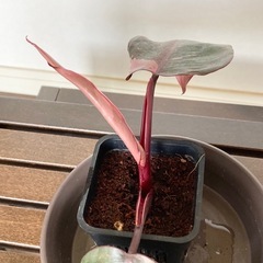 ピンクプリンセス 観葉植物の画像