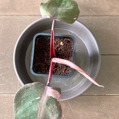 ピンクプリンセス 観葉植物の画像