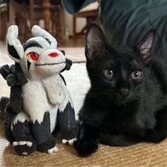 猫エイズキャリアでも元気いっぱいの甘えん坊
