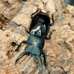 夏‼️虫‼️恒例カブトクワガタくじの画像