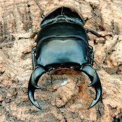 夏‼️虫‼️恒例カブトクワガタくじの画像