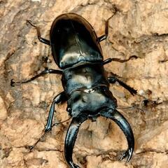 夏‼️虫‼️恒例カブトクワガタくじの画像