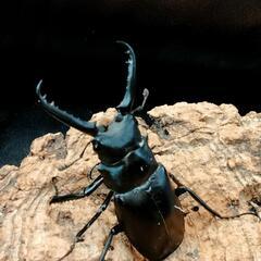 夏‼️虫‼️恒例カブトクワガタくじの画像