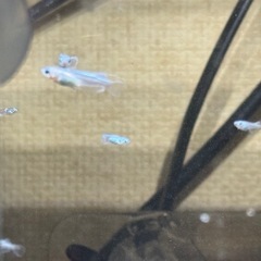 メダカの画像