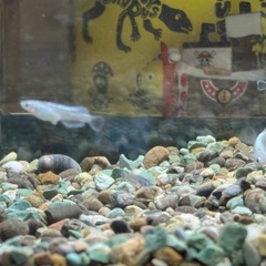 メダカの画像