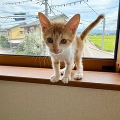 鍵しっぽ茶トラ白メス　里親様募集