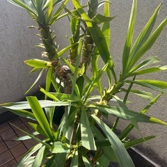 120cmほどのユッカ 観葉植物の画像