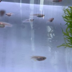 メダカ:楊貴妃の稚魚の画像
