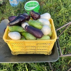 採れたて夏野菜の画像
