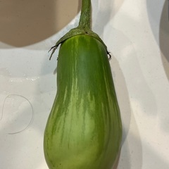 採れたて夏野菜の画像