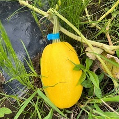 採れたて夏野菜の画像