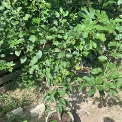 リンゴ　鉢植え　フジ　王林　の画像