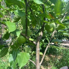 リンゴ　鉢植え　フジ　王林　の画像