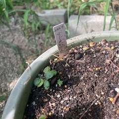 リンゴ　鉢植え　フジ　王林　の画像