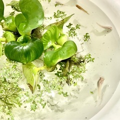メダカ５匹+水草3種類の画像