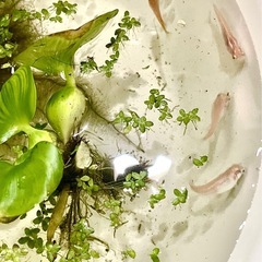 メダカ５匹+水草3種類の画像
