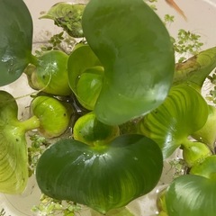 メダカ５匹+水草3種類の画像
