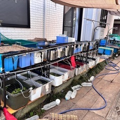改良メダカ稚魚・若魚④・10匹500円（水草等サービス）・初心者限定の画像