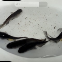改良メダカ稚魚・若魚④・10匹500円（水草等サービス）・初心者限定の画像