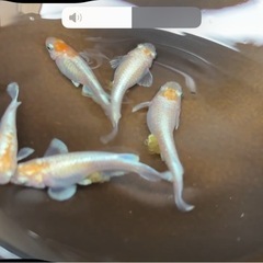 改良メダカ稚魚・若魚④・10匹500円（水草等サービス）・初心者限定の画像