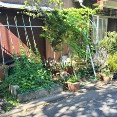 逗子 無料あげます 植木 植物 樹木 花壇 花 家庭菜園 土いじり 観葉植物 栽培 アロエ 紫蘇 シソ DIY 畑 農園 木陽樹 ガーデン 盆栽 造園 緑化 庭いじり 菜園 野畑 植木鉢 プラントポット プランター グロスポット  0円 お譲りしますの画像