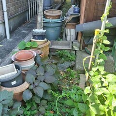 逗子 無料あげます 植木 植物 樹木 花壇 花 家庭菜園 土いじり 観葉植物 栽培 アロエ 紫蘇 シソ DIY 畑 農園 木陽樹 ガーデン 盆栽 造園 緑化 庭いじり 菜園 野畑 植木鉢 プラントポット プランター グロスポット  0円 お譲りしますの画像