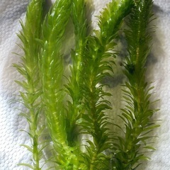 ★水草★アナカリス★２０本セット★の画像