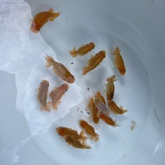 🐟当歳ランチュウ🐟の画像