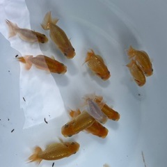 🐟当歳ランチュウ🐟の画像