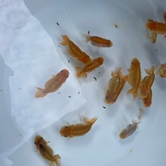 🐟当歳ランチュウ🐟の画像