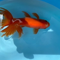 【金魚】ジャンボ獅子頭、優雅な長手のヒレ長タイプの画像