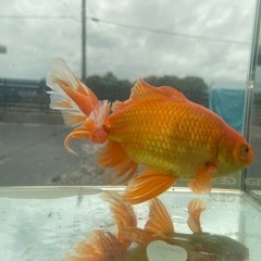 【金魚】ジャンボ獅子頭、優雅な長手のヒレ長タイプの画像