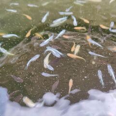 MIXメダカの画像