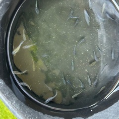 メダカ　若魚　３０匹の画像