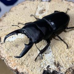本土　ヒラタクワガタ　ペアの画像